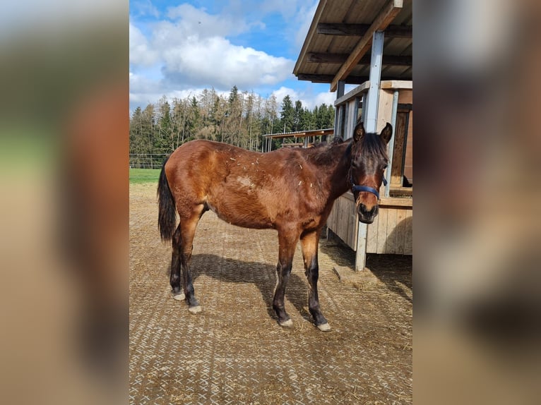 PRE Mix Hengst 1 Jaar 120 cm Bruin in Neumarkt-Sankt Veit