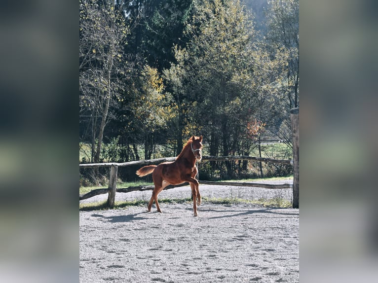 PRE Mix Hengst 1 Jaar 123 cm Roodvos in Žiri