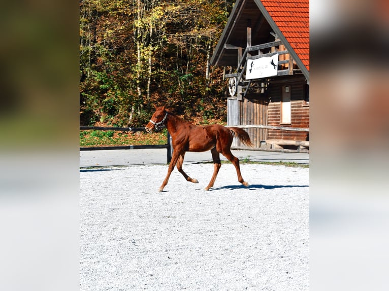 PRE Mix Hengst 1 Jaar 123 cm Roodvos in Žiri