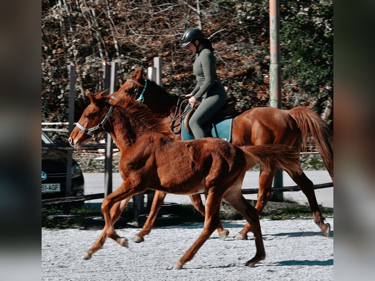 PRE Mix Hengst 1 Jaar 123 cm Roodvos in Žiri