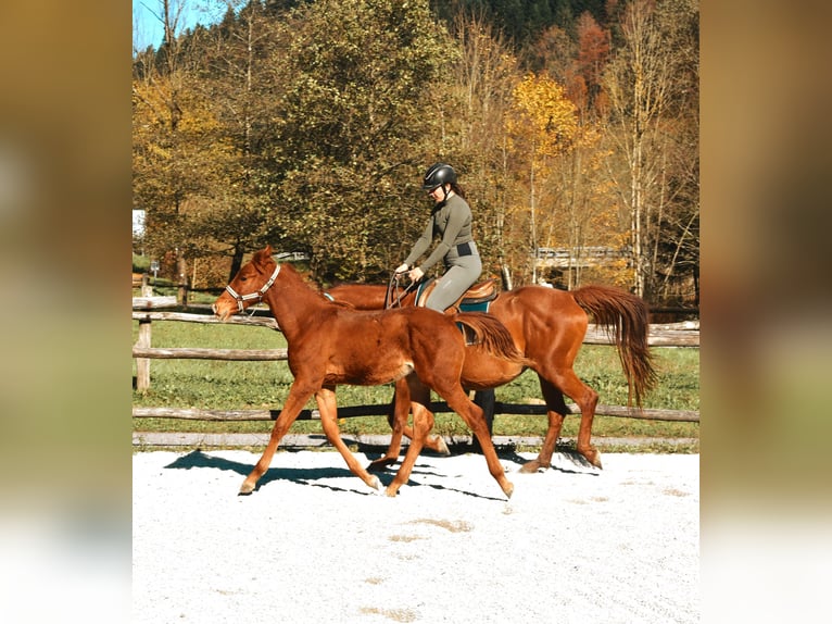 PRE Mix Hengst 1 Jaar 123 cm Roodvos in Žiri