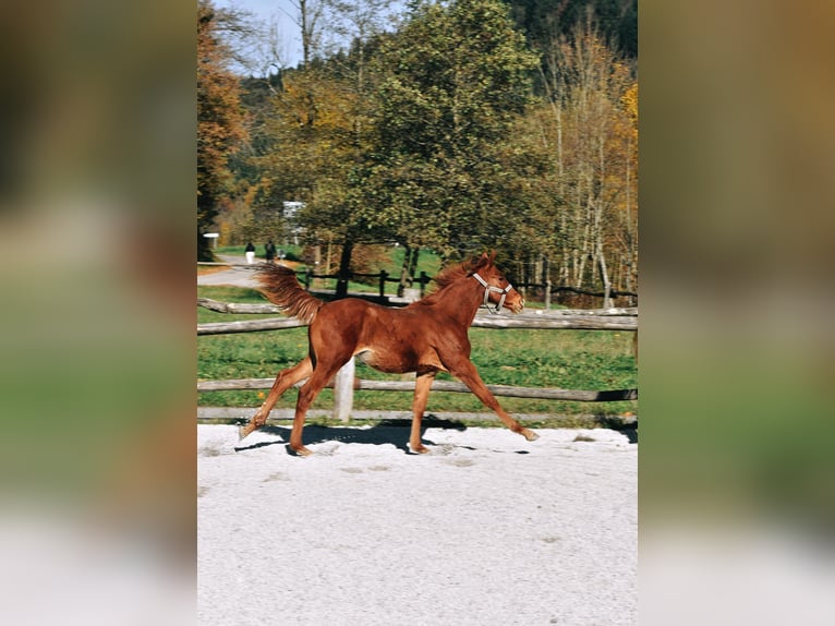 PRE Mix Hengst 1 Jaar 123 cm Roodvos in Žiri