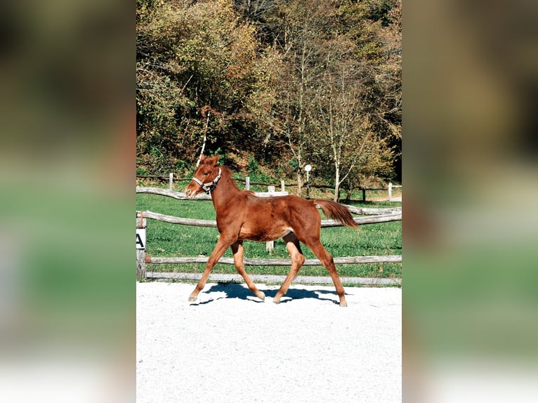 PRE Mix Hengst 1 Jaar 123 cm Roodvos in Žiri