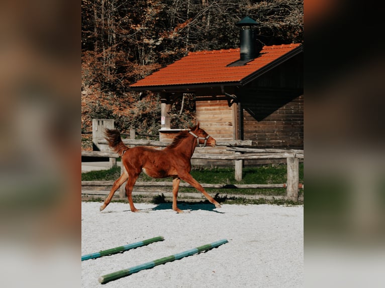 PRE Mix Hengst 1 Jaar 123 cm Roodvos in Žiri