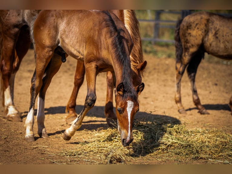 PRE Mix Hengst 1 Jaar 130 cm Rabicano in Rafelguaraf
