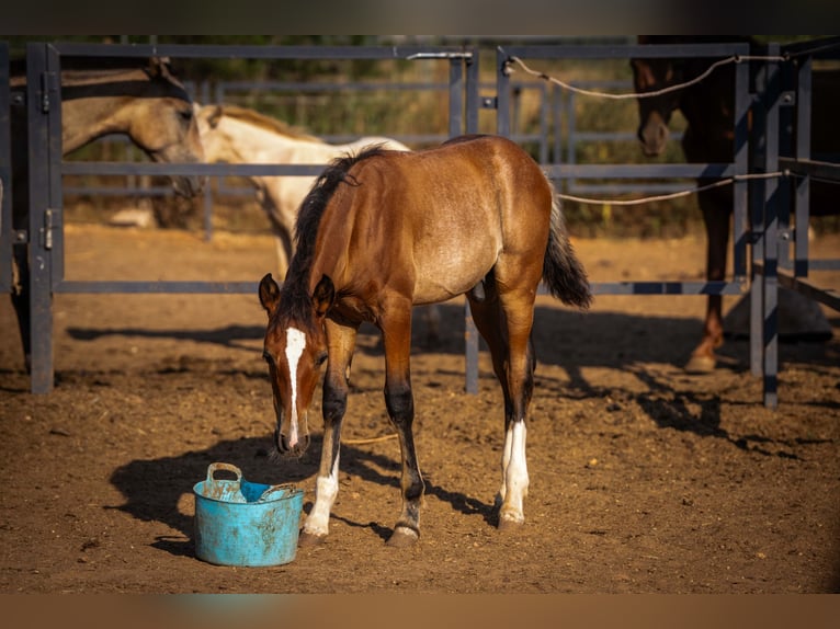 PRE Mix Hengst 1 Jaar 130 cm Rabicano in Rafelguaraf