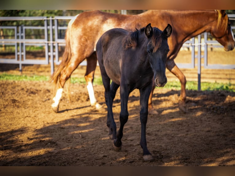 PRE Hengst 1 Jaar 130 cm Zwart in Valencia