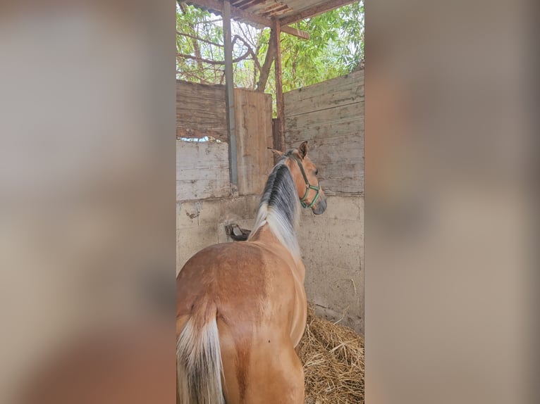 PRE Mix Hengst 1 Jaar 139 cm Falbe in Llucmajor