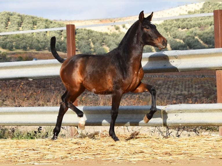 PRE Hengst 1 Jaar 140 cm Bruin in Provinz Malaga