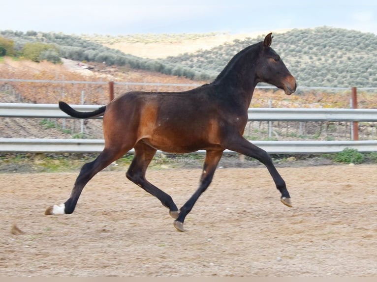 PRE Hengst 1 Jaar 140 cm Bruin in Provinz Malaga