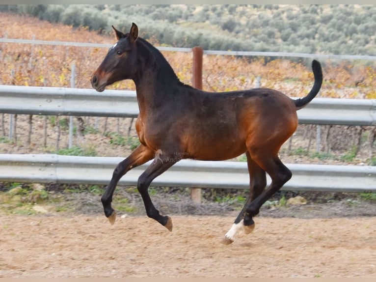 PRE Hengst 1 Jaar 140 cm Bruin in Provinz Malaga