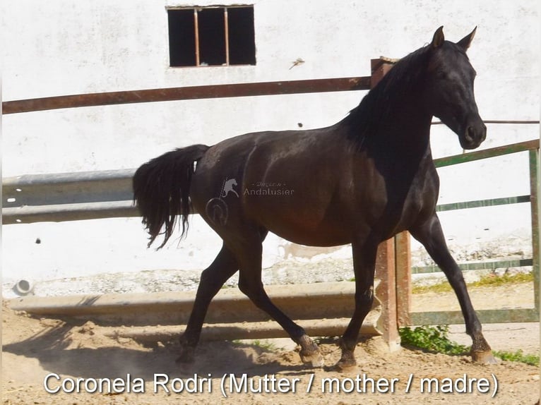 PRE Hengst 1 Jaar 140 cm Bruin in Provinz Malaga