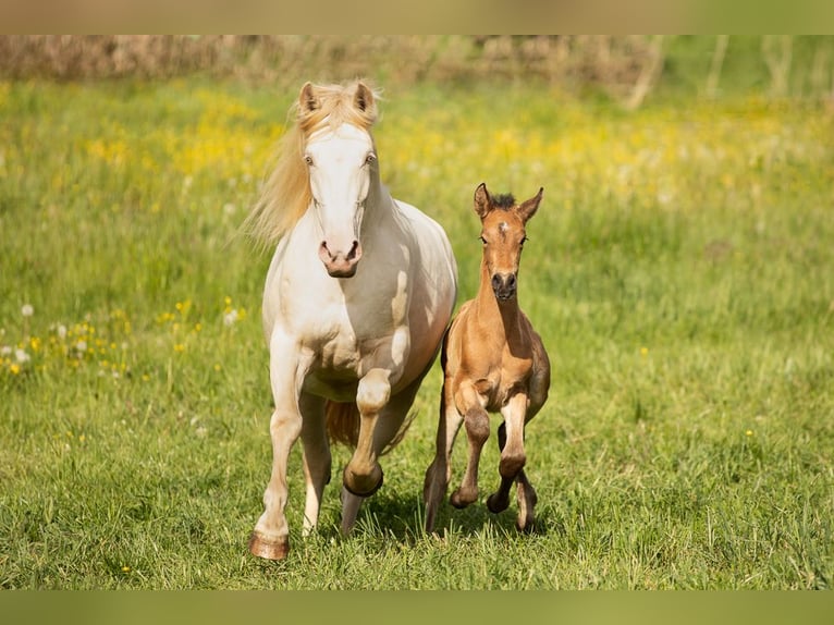 PRE Hengst 1 Jaar 140 cm Buckskin in Feuchtwangen