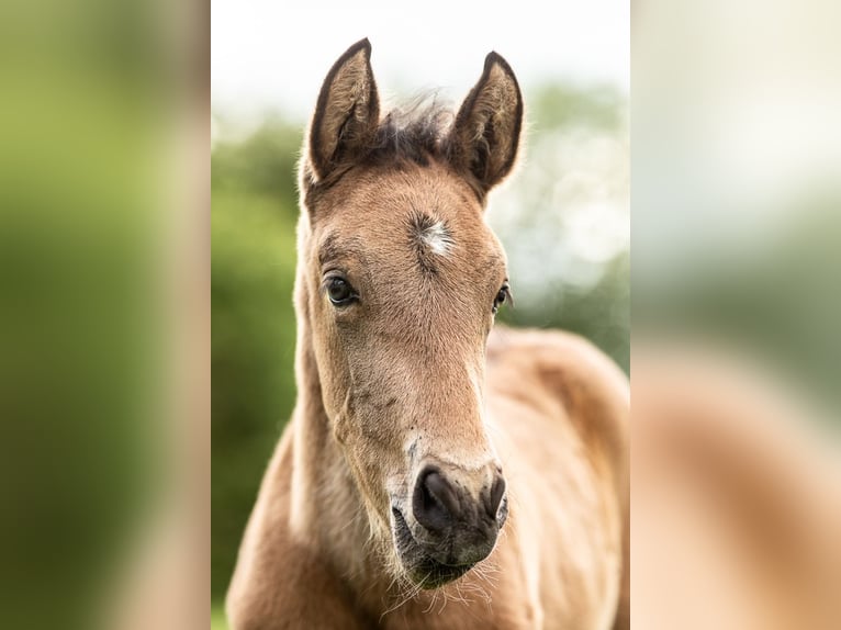 PRE Hengst 1 Jaar 140 cm Buckskin in Feuchtwangen