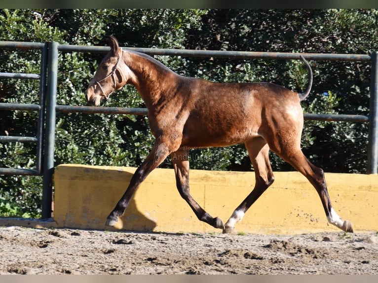 PRE Mix Hengst 1 Jaar 144 cm Falbe in Provinz Malaga