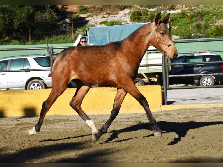 PRE Mix Hengst 1 Jaar 144 cm Falbe in Provinz Malaga
