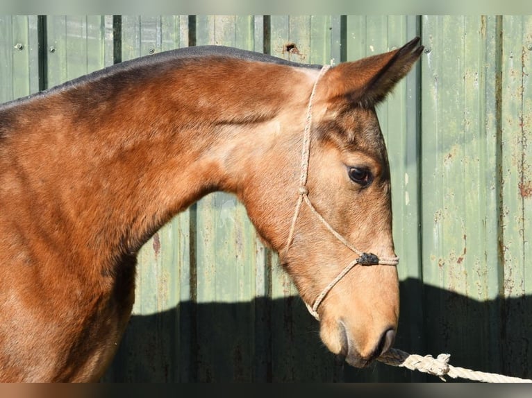 PRE Mix Hengst 1 Jaar 144 cm Falbe in Provinz Malaga