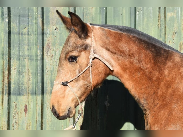 PRE Mix Hengst 1 Jaar 144 cm Falbe in Provinz Malaga