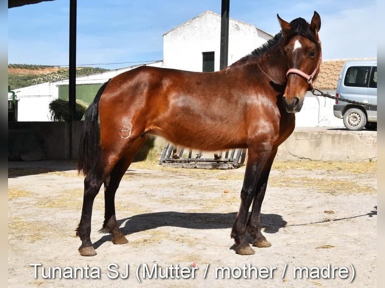 PRE Hengst 1 Jaar 145 cm Pearl in Provinz Cordoba