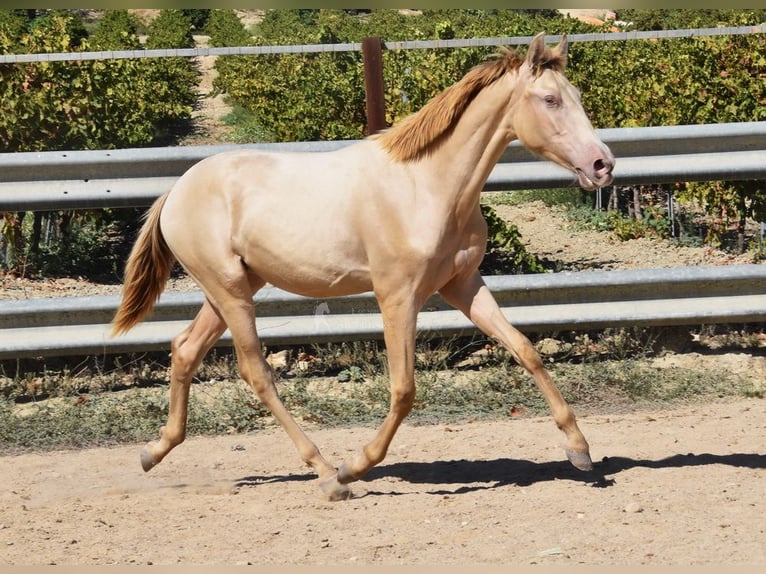 PRE Hengst 1 Jaar 145 cm Pearl in Provinz Cordoba