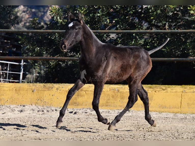 PRE Mix Hengst 1 Jaar 146 cm Schimmel in Provinz Malaga