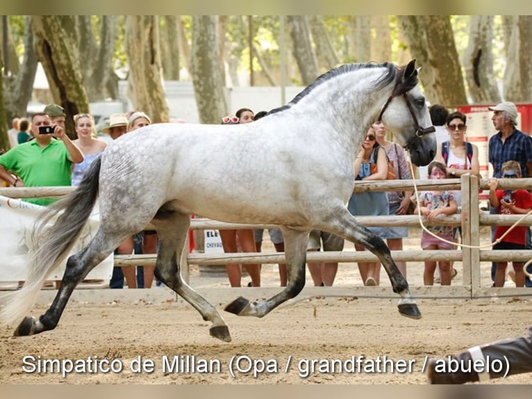 PRE Mix Hengst 1 Jaar 146 cm Schimmel in Provinz Malaga