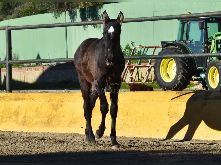 PRE Mix Hengst 1 Jaar 146 cm Schimmel in Provinz Malaga