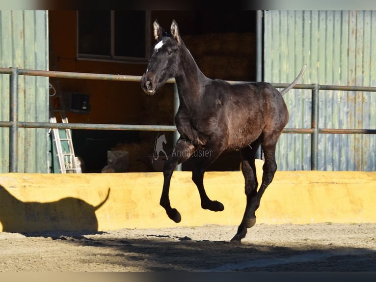 PRE Mix Hengst 1 Jaar 146 cm Schimmel in Provinz Malaga
