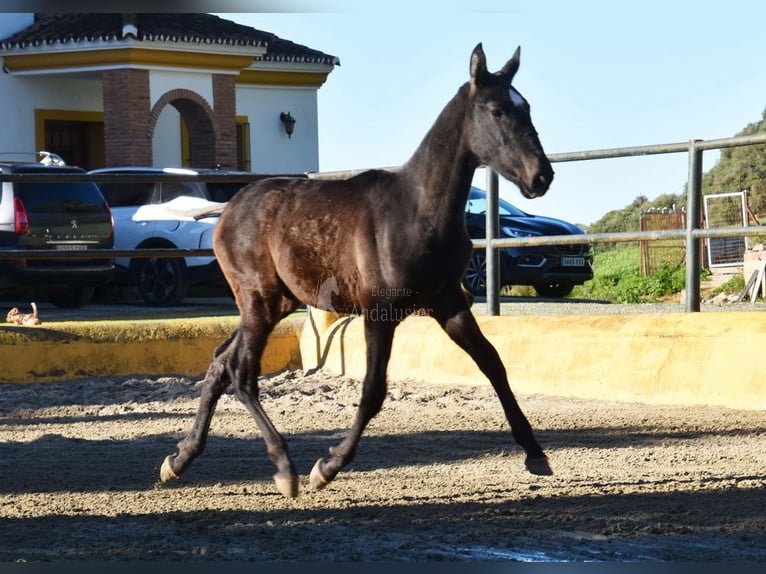PRE Mix Hengst 1 Jaar 146 cm Schimmel in Provinz Malaga