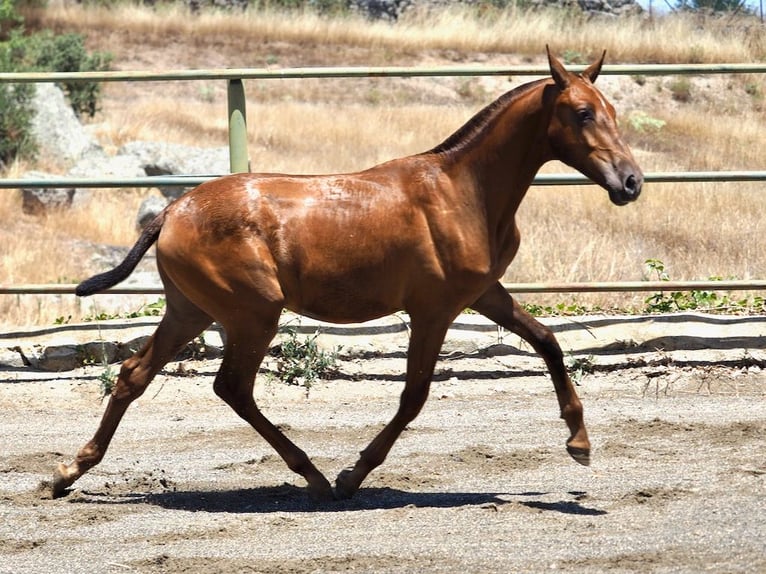 PRE Mix Hengst 1 Jaar 147 cm Vos in Navas Del Madroño