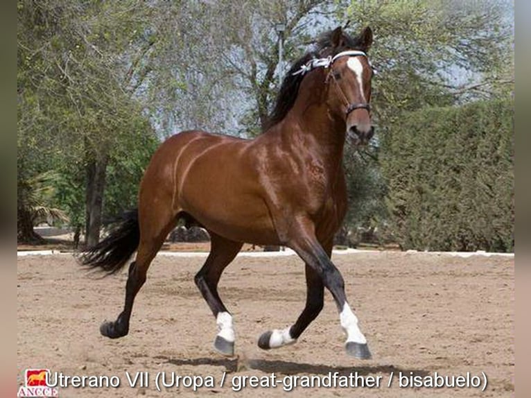 PRE Hengst 1 Jaar 148 cm Schimmel in Velbert