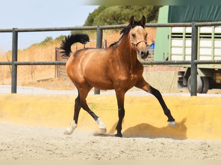PRE Hengst 1 Jaar 149 cm Falbe in Provinz Malaga