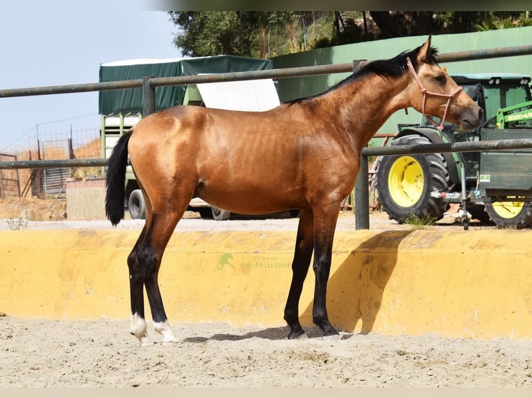 PRE Hengst 1 Jaar 149 cm Falbe in Provinz Malaga