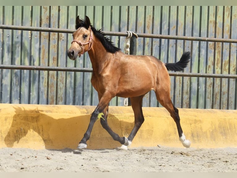 PRE Hengst 1 Jaar 149 cm Falbe in Provinz Malaga