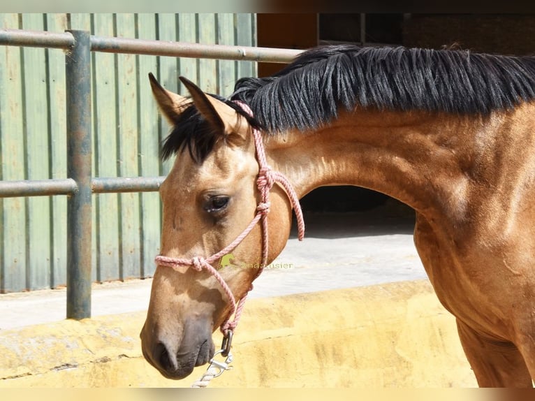 PRE Hengst 1 Jaar 149 cm Falbe in Provinz Malaga