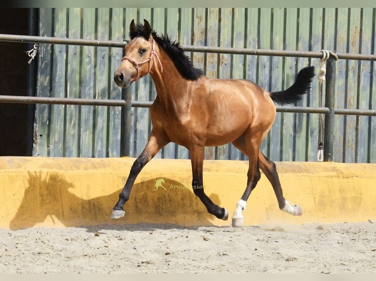 PRE Hengst 1 Jaar 149 cm Falbe in Provinz Malaga