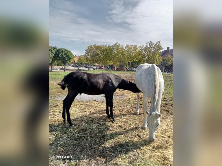 PRE Hengst 1 Jaar 150 cm Zwartschimmel in ALALPARDO