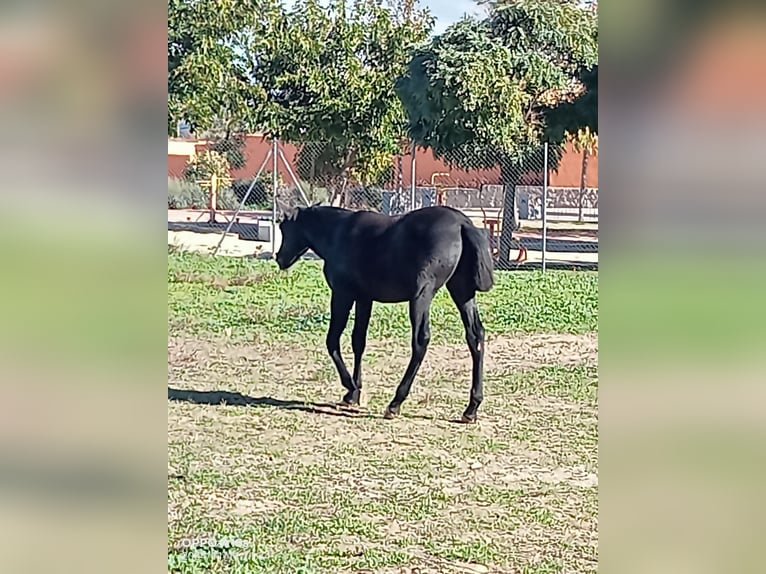 PRE Hengst 1 Jaar 150 cm Zwartschimmel in ALALPARDO