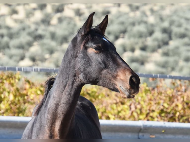PRE Mix Hengst 1 Jaar 151 cm Donkerbruin in Provinz Malaga