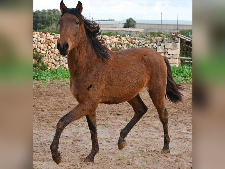 PRE Mix Hengst 1 Jaar 152 cm Bruin in Menorca