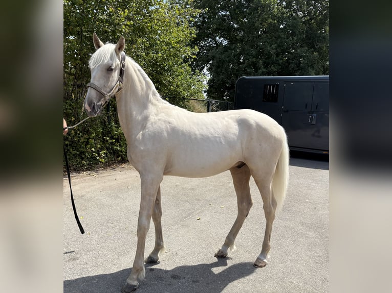 PRE Mix Hengst 1 Jaar 153 cm Palomino in Rucphen