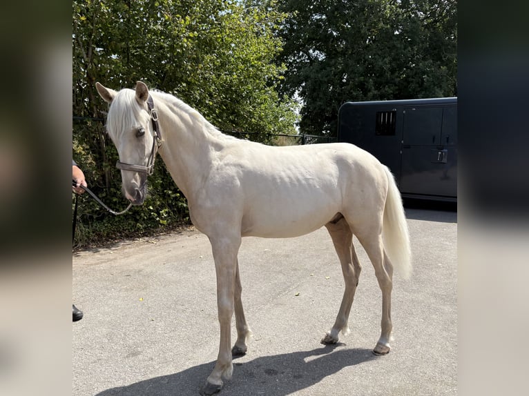 PRE Mix Hengst 1 Jaar 153 cm Palomino in Rucphen
