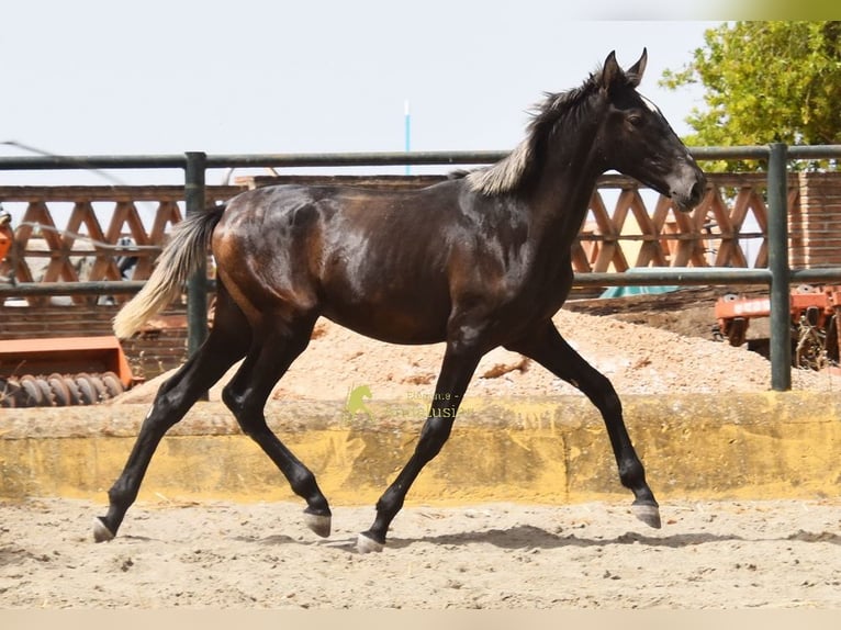PRE Hengst 1 Jaar 154 cm Schimmel in Provinz Malaga