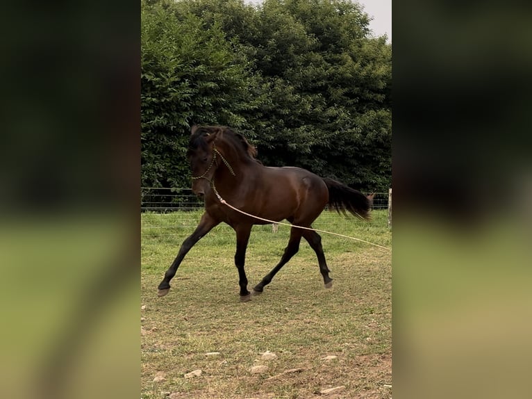 PRE Hengst 1 Jaar 155 cm Donkerbruin in Riotorto