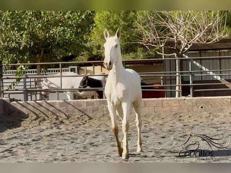 PRE Hengst 1 Jaar 155 cm Perlino in Barcelona
