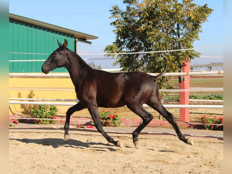 PRE Mix Hengst 1 Jaar 155 cm Zwart in Los Rosales