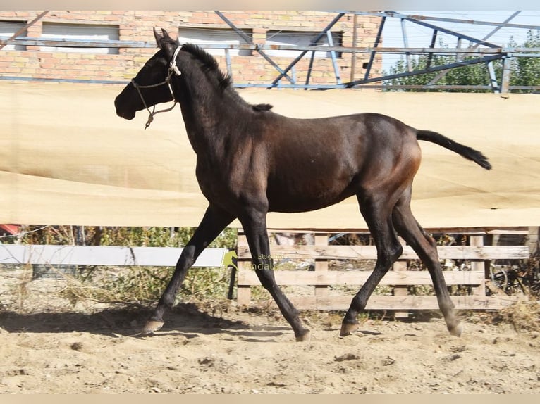 PRE Hengst 1 Jaar 156 cm Zwart in Provinz Granada