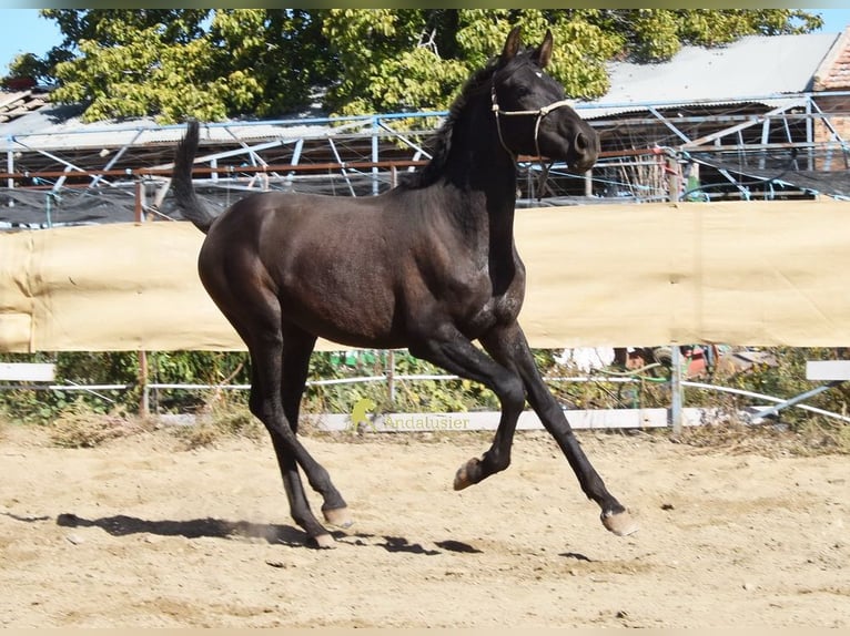 PRE Hengst 1 Jaar 156 cm Zwart in Provinz Granada
