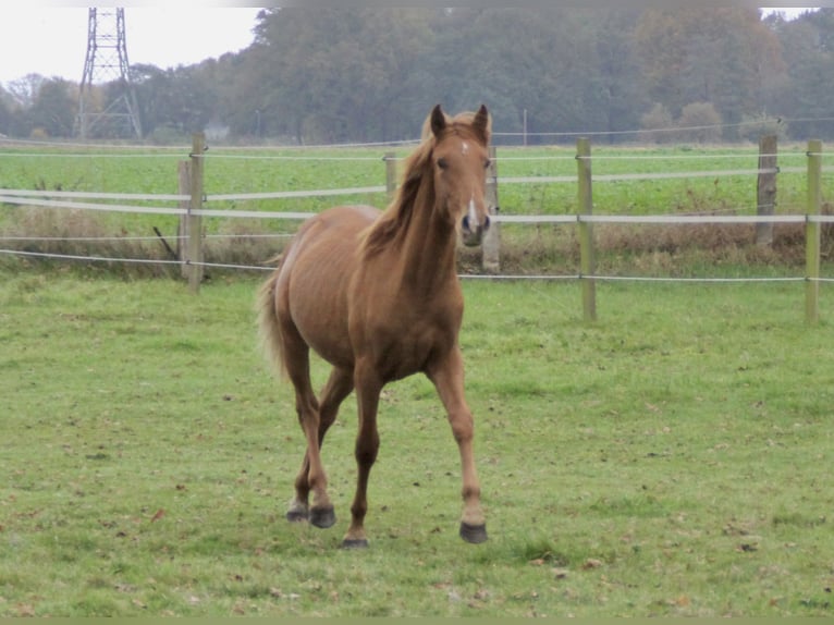 PRE Mix Hengst 1 Jaar 157 cm Vos in Steyerberg