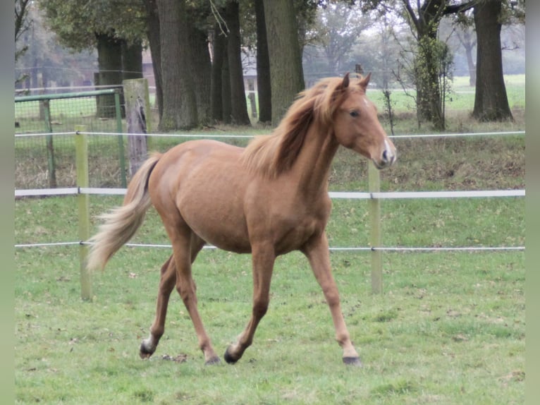 PRE Mix Hengst 1 Jaar 157 cm Vos in Steyerberg